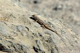 USCA1171466 Westelijke haagleguaan / Sceloporus occidentalis