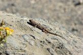 USCA1171469 Westelijke haagleguaan / Sceloporus occidentalis