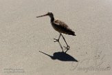 USCA1171474 marmergrutto / Limosa fedoa