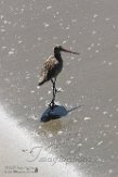 USCA1171475 marmergrutto / Limosa fedoa