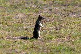USCA1171484 Californische grondeekhoorn / Otospermophilus beecheyi