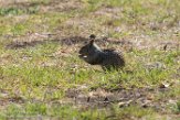 USCA1171487 Californische grondeekhoorn / Otospermophilus beecheyi