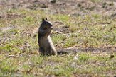 USCA1171489 Californische grondeekhoorn / Otospermophilus beecheyi