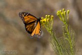 USCA1171499 monarchvlinder / Danaus plexippus