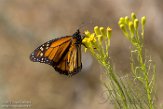 USCA1171501 monarchvlinder / Danaus plexippus
