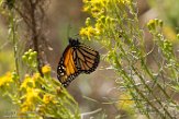 USCA1171506 monarchvlinder / Danaus plexippus