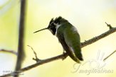 USCA1171895 Anna's kolibrie / Calypte anna