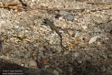 USCA1171904 Western whiptail / Aspidoscelis tigris