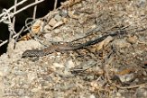 USCA1171923 Western whiptail / Aspidoscelis tigris