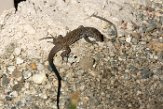 USCA1171925 Western whiptail / Aspidoscelis tigris