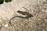 USCA1171926 Western whiptail / Aspidoscelis tigris