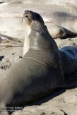 USCA1171254 noordelijke zeeolifant / Mirounga angustirostris