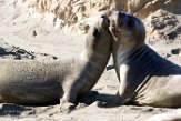 USCA1171267 noordelijke zeeolifant / Mirounga angustirostris