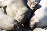 USCA1171332 noordelijke zeeolifant / Mirounga angustirostris