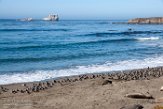USCA1171523 Piedras Blancas elephant seal rookery