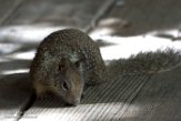 USCA1171045 Californische grondeekhoorn / Otospermophilus beecheyi