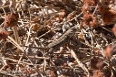 USCA1171056 Westelijke haagleguaan / Sceloporus occidentalis
