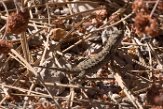 USCA1171060 Westelijke haagleguaan / Sceloporus occidentalis