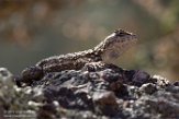 USCA1171064 Westelijke haagleguaan / Sceloporus occidentalis