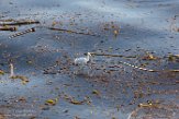 USCA1170531 grote zilverreiger / Ardea alba