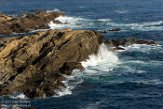 USCA1170542 Point Lobos State Reserve