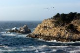 USCA1170552 Point Lobos State Reserve
