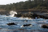 USCA1170560 Point Lobos State Reserve