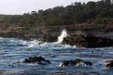 USCA1170562 Point Lobos State Reserve