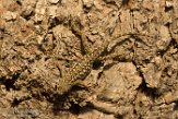 USCA1170573 Westelijke haagleguaan / Sceloporus occidentalis