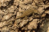 USCA1170576 Westelijke haagleguaan / Sceloporus occidentalis