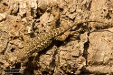 USCA1170581 Westelijke haagleguaan / Sceloporus occidentalis
