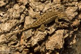 USCA1170583 Westelijke haagleguaan / Sceloporus occidentalis