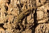 USCA1170587 Westelijke haagleguaan / Sceloporus occidentalis