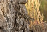 USCA1170589 Westelijke haagleguaan / Sceloporus occidentalis