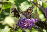 USCA1171695 distelvlinder / Vanessa cardui