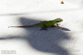 USCA1171701 roodkeelanolis / Anolis carolinensis