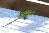 USCA1171708 roodkeelanolis / Anolis carolinensis