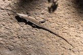 USCA1171710 roodkeelanolis / Anolis carolinensis