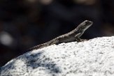 USCA1171718 Westelijke haagleguaan / Sceloporus occidentalis