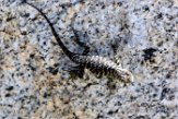 USCA1171732 granite spiny lizard / Sceloporus orcutti