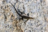 USCA1171733 granite spiny lizard / Sceloporus orcutti