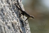 USCA1171735 granite spiny lizard / Sceloporus orcutti