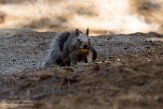 USCA1171754 westelijke grijze eekhoorn / Sciurus griseus