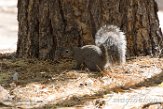 USCA1171759 westelijke grijze eekhoorn / Sciurus griseus