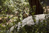 USCA1171772 Merriams chipmunk / Tamias merriami