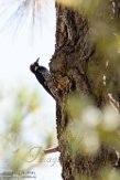 USCA1171776 eikelspecht / Melanerpes formicivorus