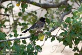 USCA1171782 grijze junco / Junco hyemalis