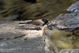 USCA1171785 grijze junco / Junco hyemalis
