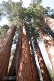 USCA1172089 reuzensequoia