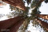USCA1172092 reuzensequoia